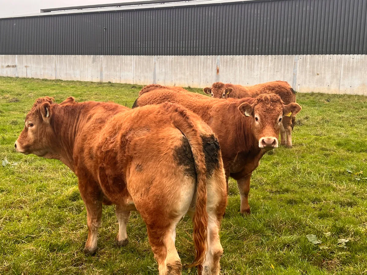 500kg Super Bullocks Leinster Livestock - Image 1