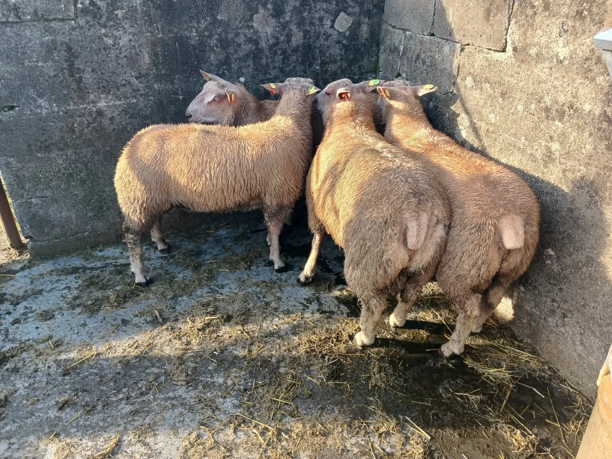 Purebred Registered Charlollais rams - Image 4