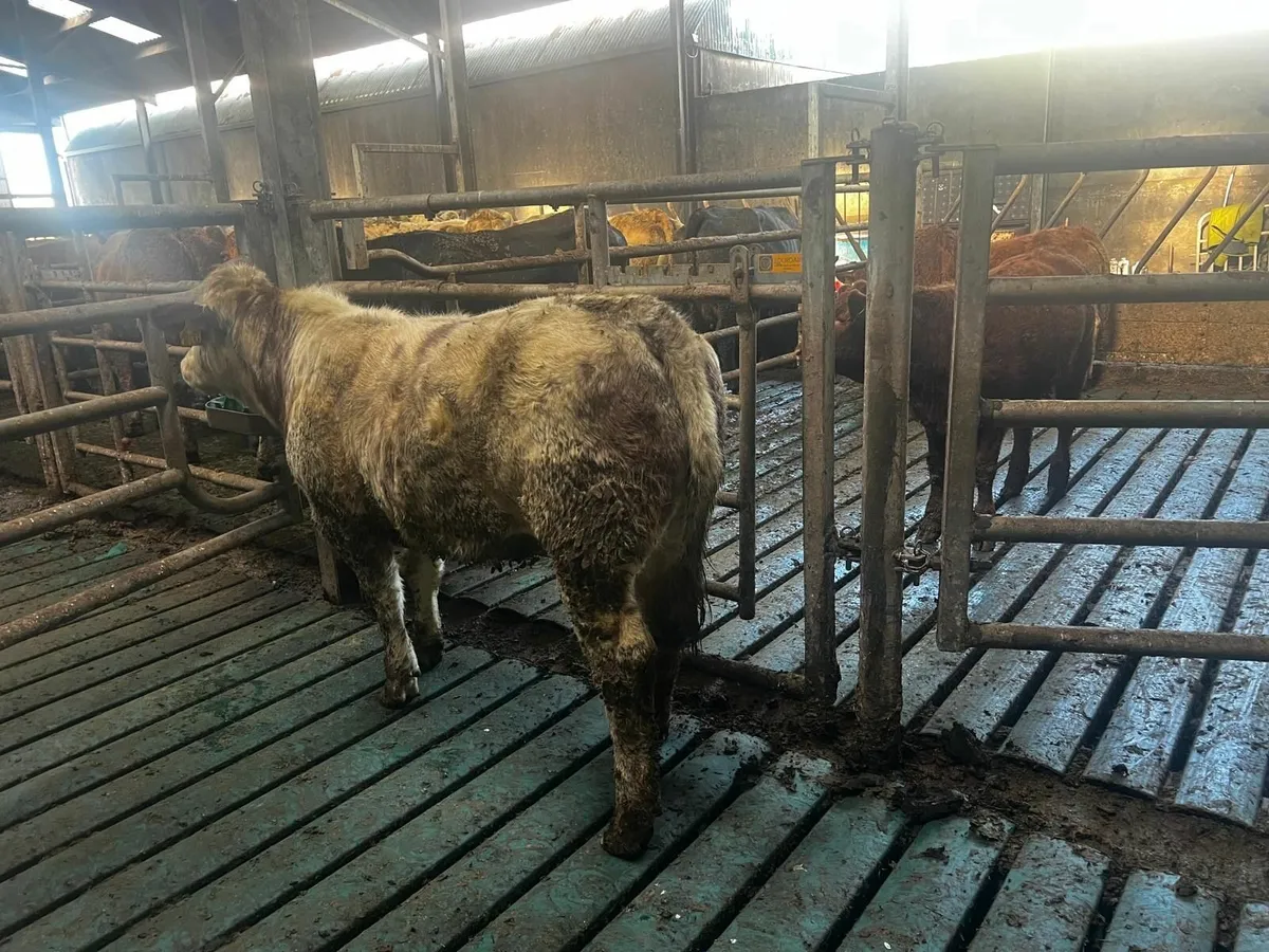 Breeding Heifers for sale - Image 4