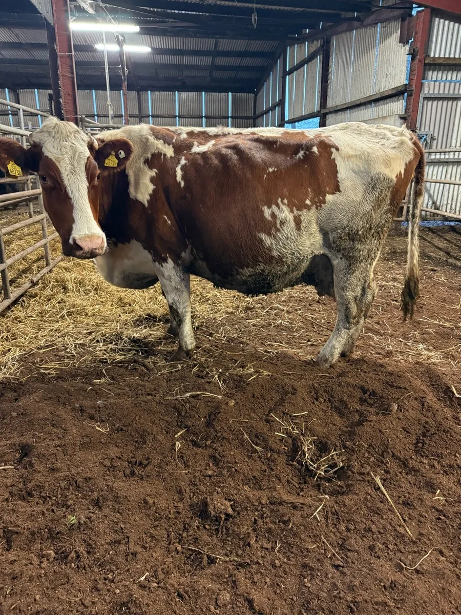 Cow for rearing calves - Image 1