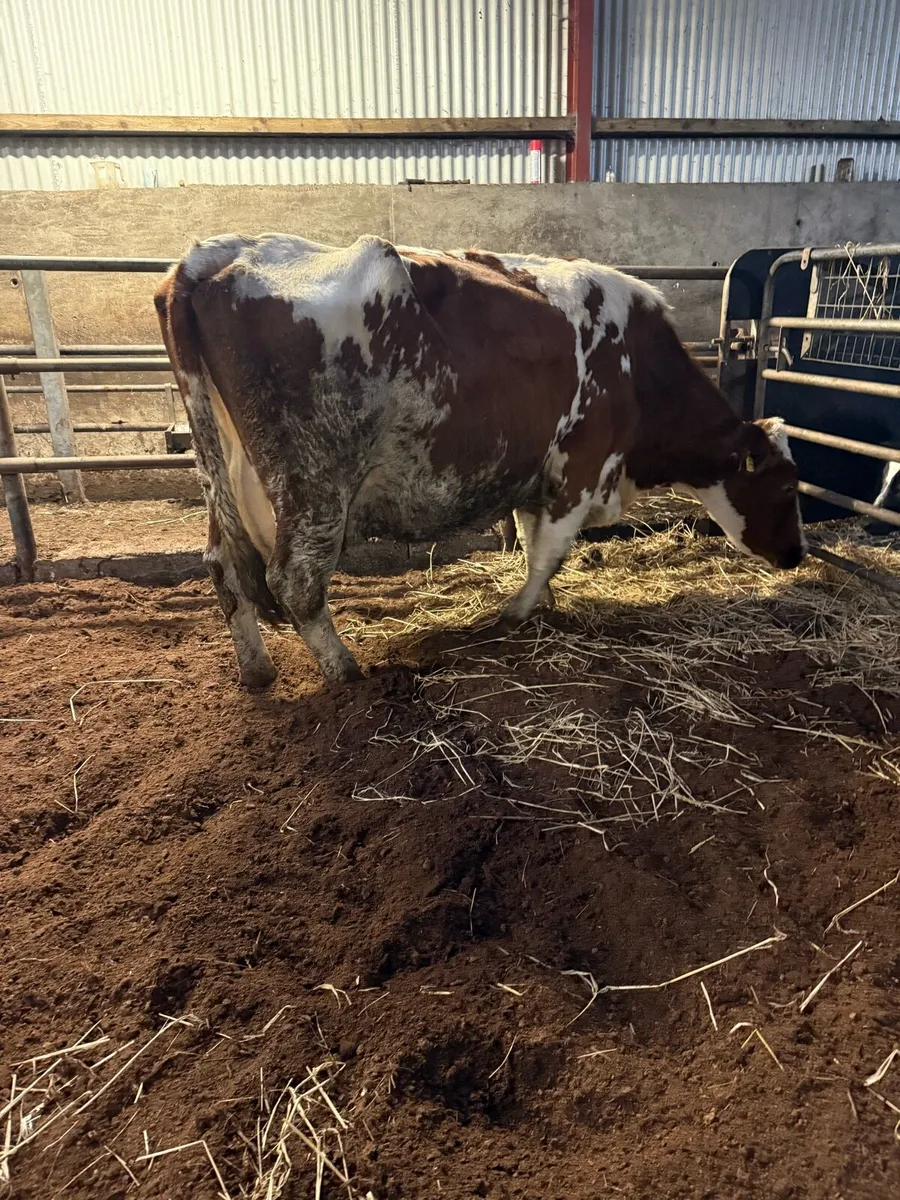 Cow for rearing calves - Image 2