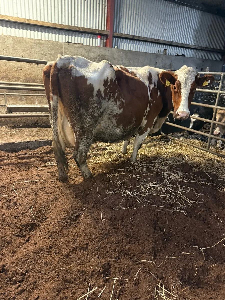 Cow for rearing calves - Image 3