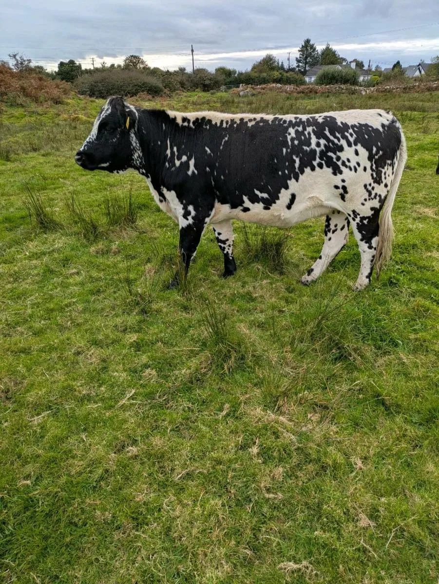 Heifer - Image 1