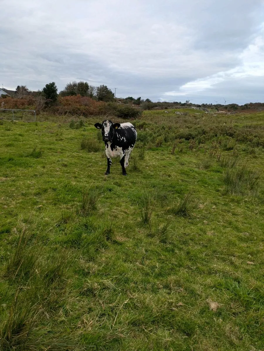 Heifer - Image 2