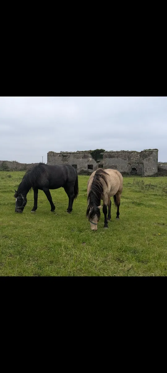 2 Connemara Geldings - Image 1