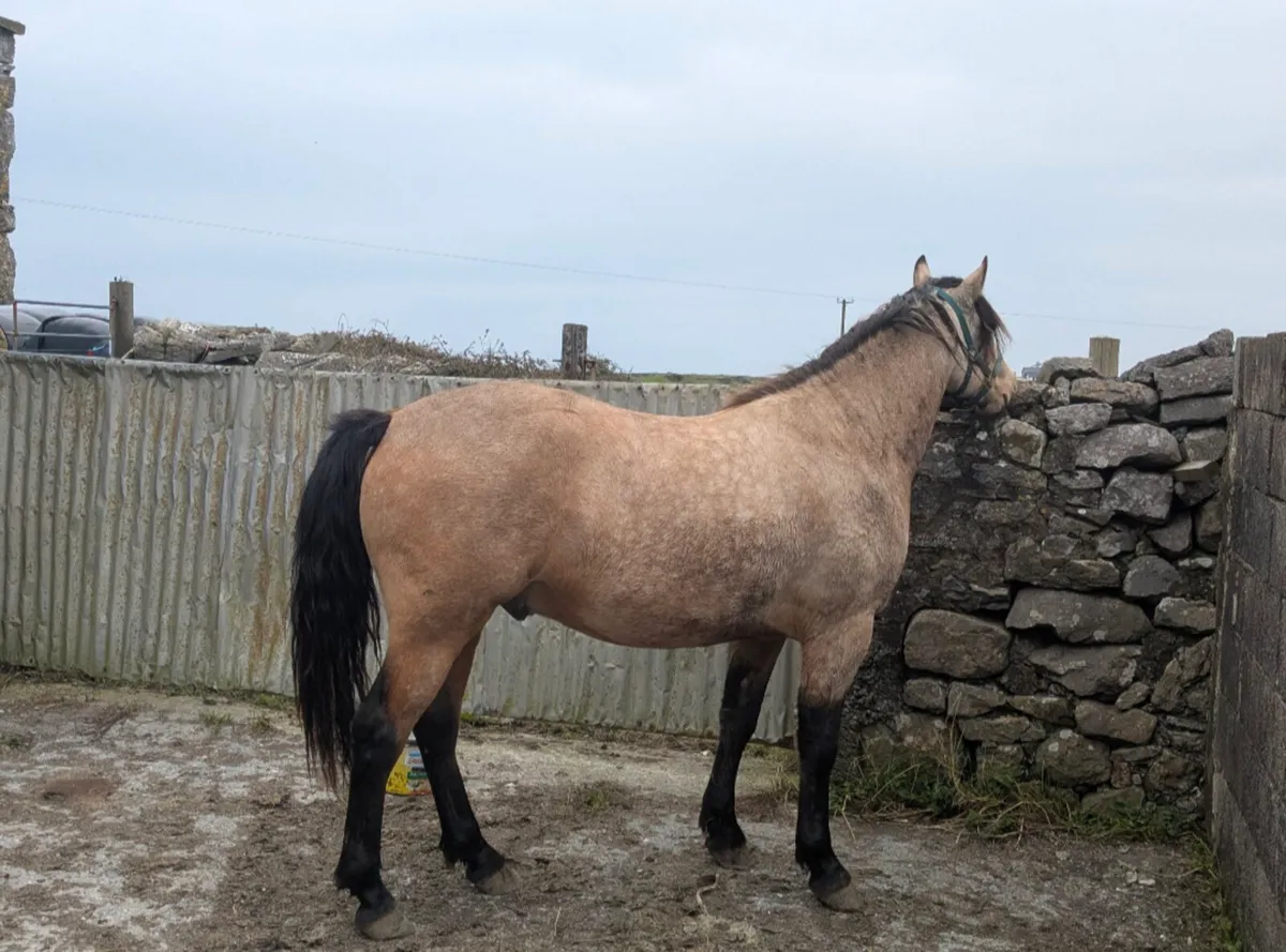 2 Connemara Geldings - Image 2