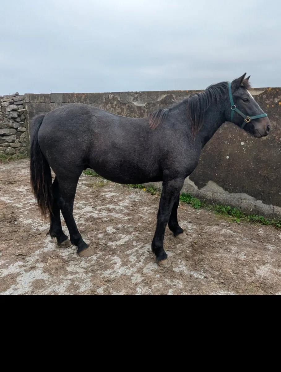 2 Connemara Geldings - Image 3
