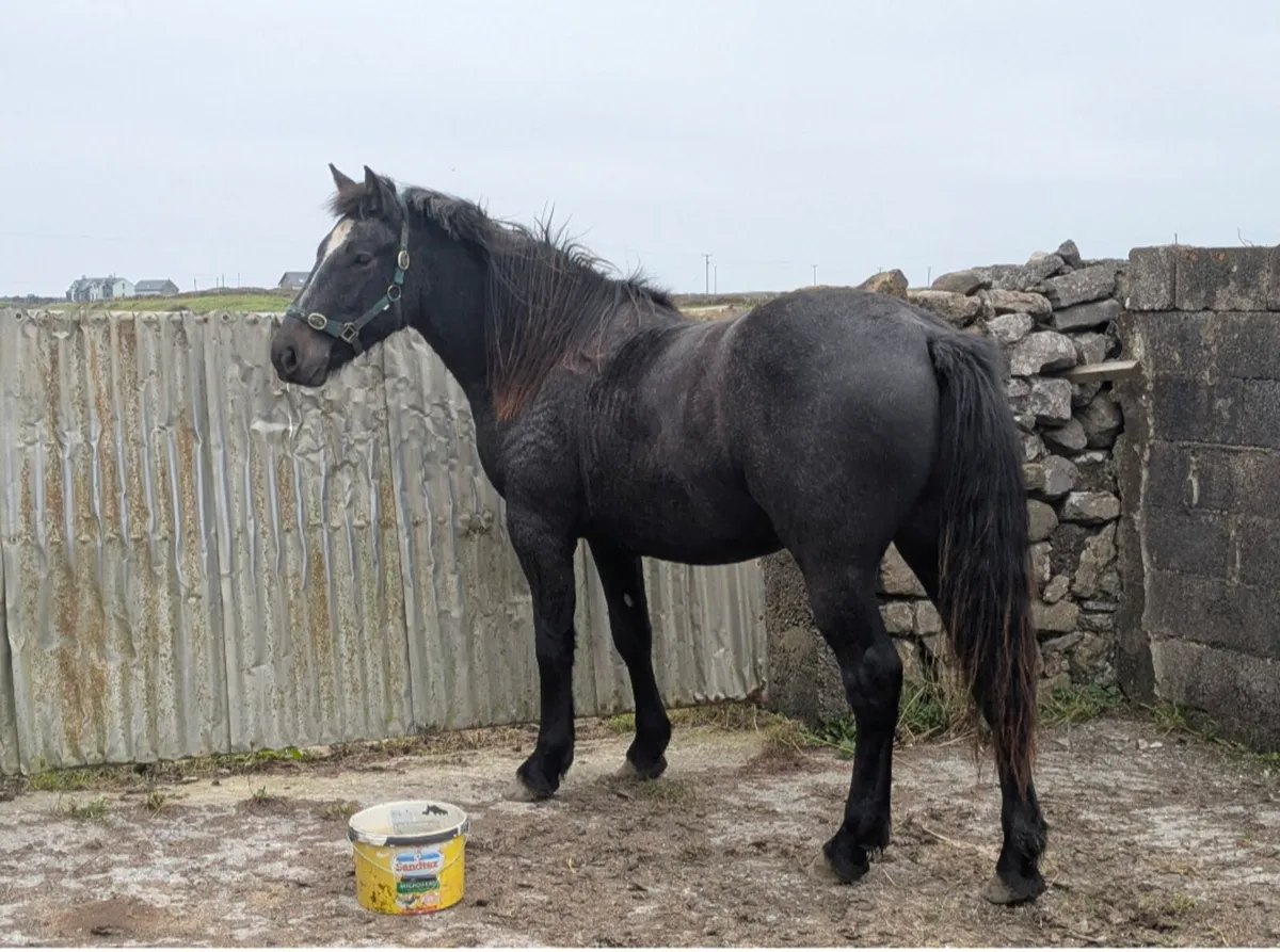 2 Connemara Geldings - Image 4