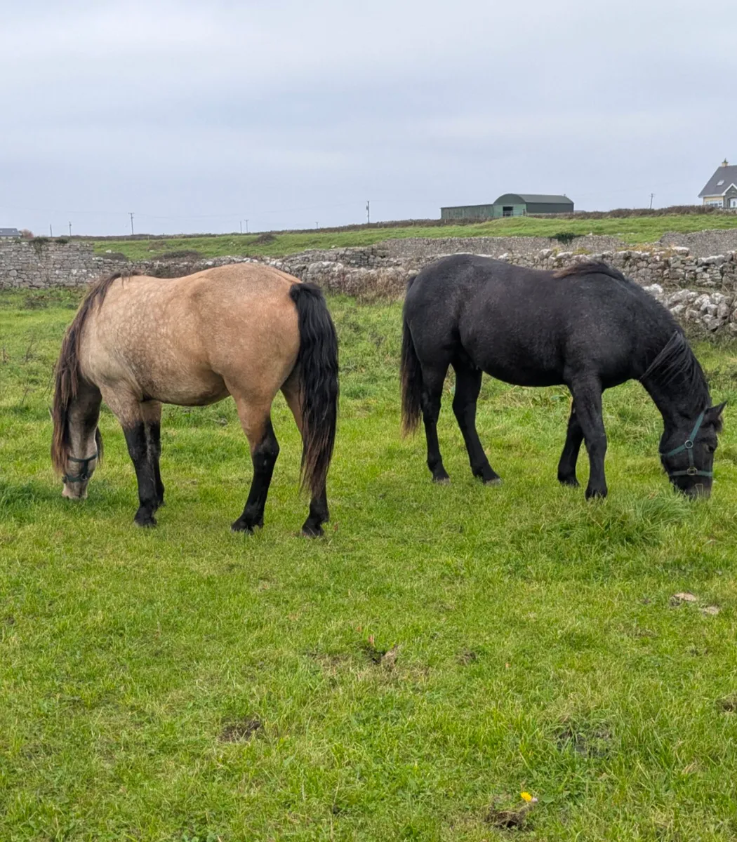 Connemara Geldings & Bay Mare - Image 1