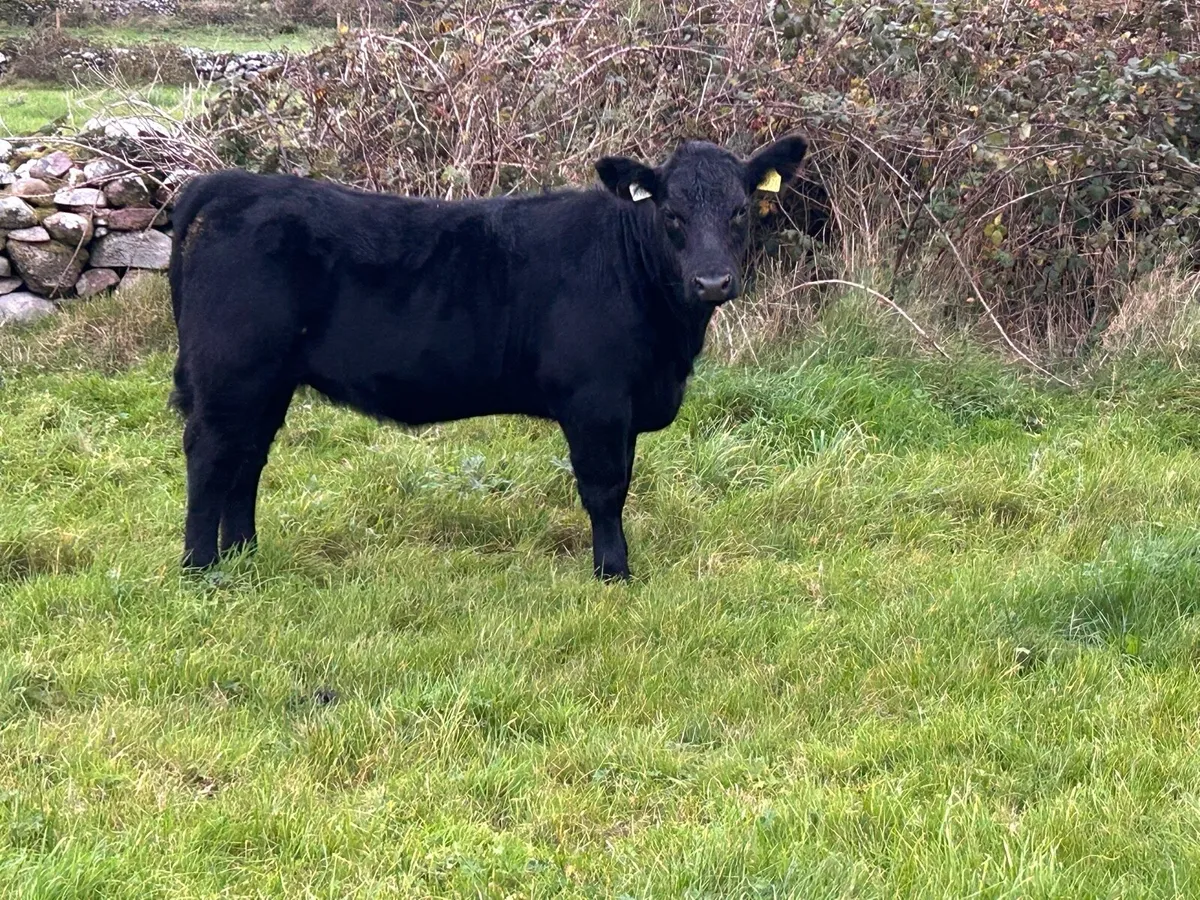 Pedigree Angus 4⭐️ weanling heifer - Image 2