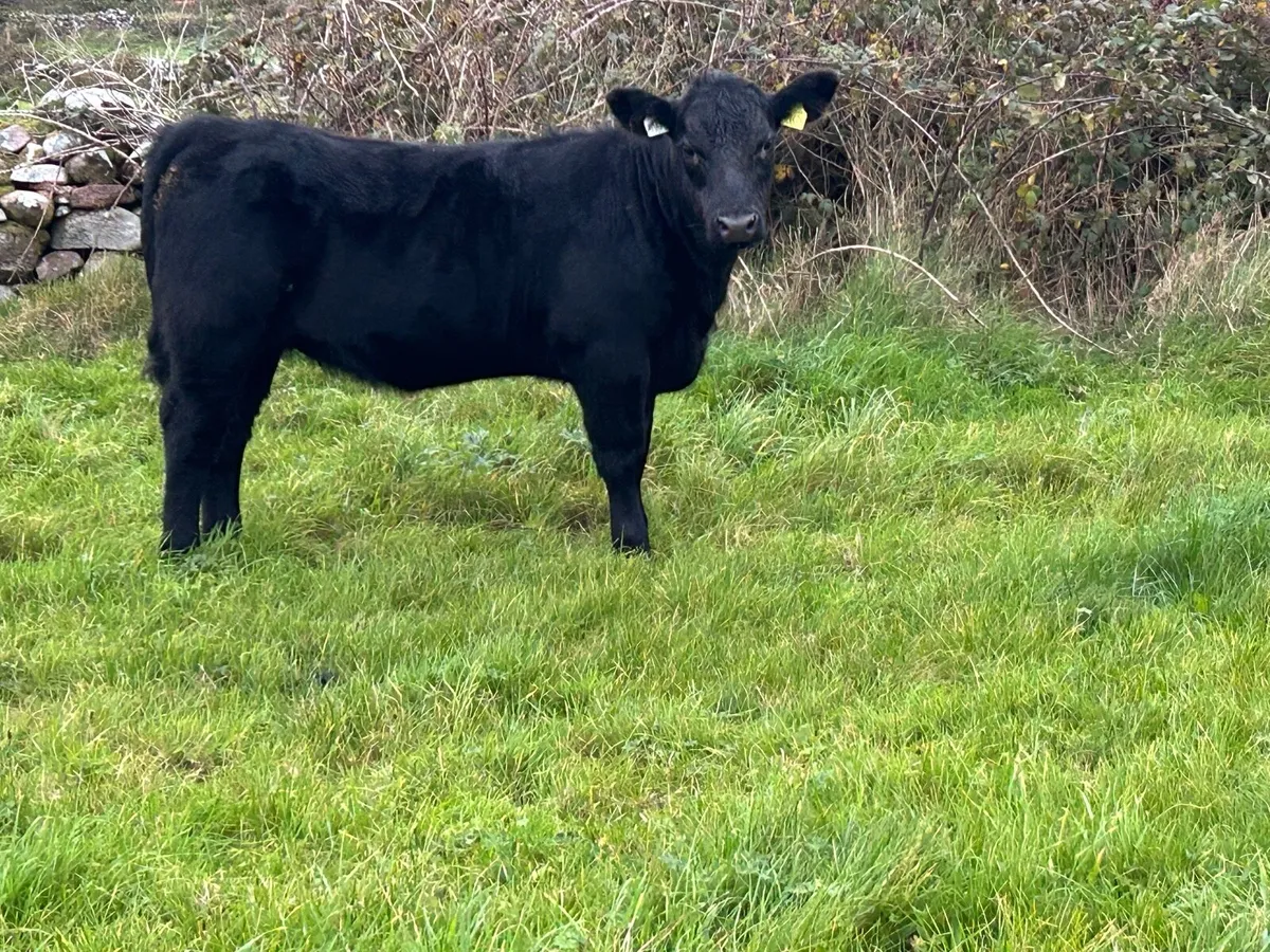 Pedigree Angus 4⭐️ weanling heifer - Image 1