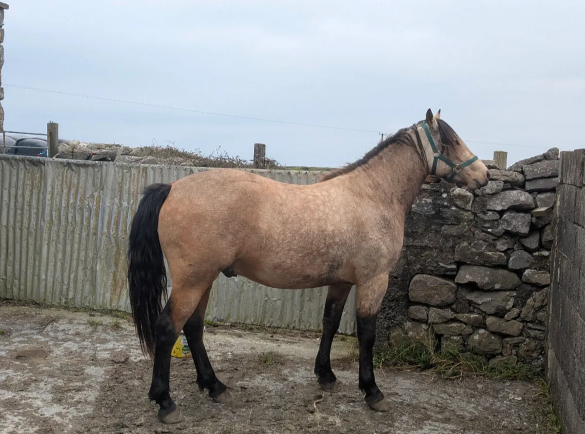 2 Connemara Geldings (Doolin,Clare) - Image 1