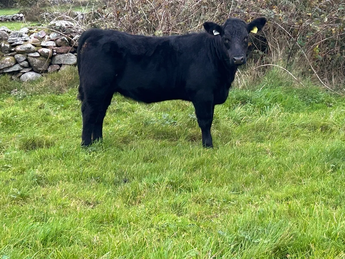 Pedigree Angus 4⭐️ weanling heifer - Image 3