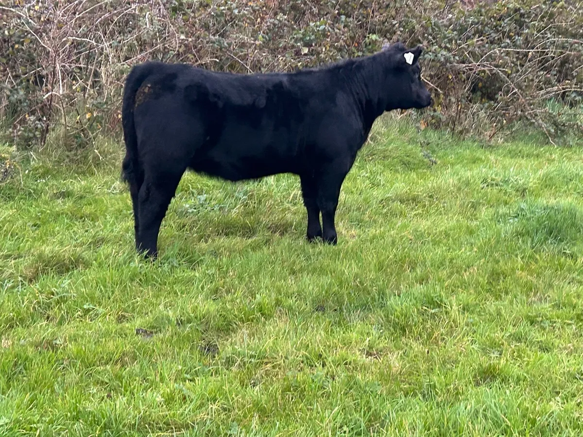 Pedigree Angus 4⭐️ weanling heifer - Image 4