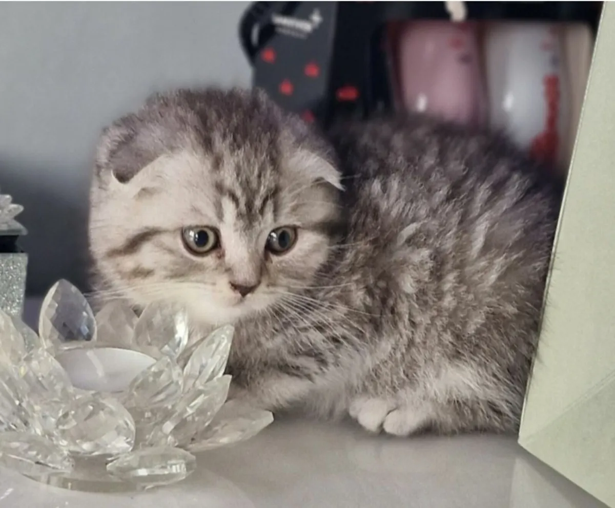 Scottish fold and straight kittens - Image 2