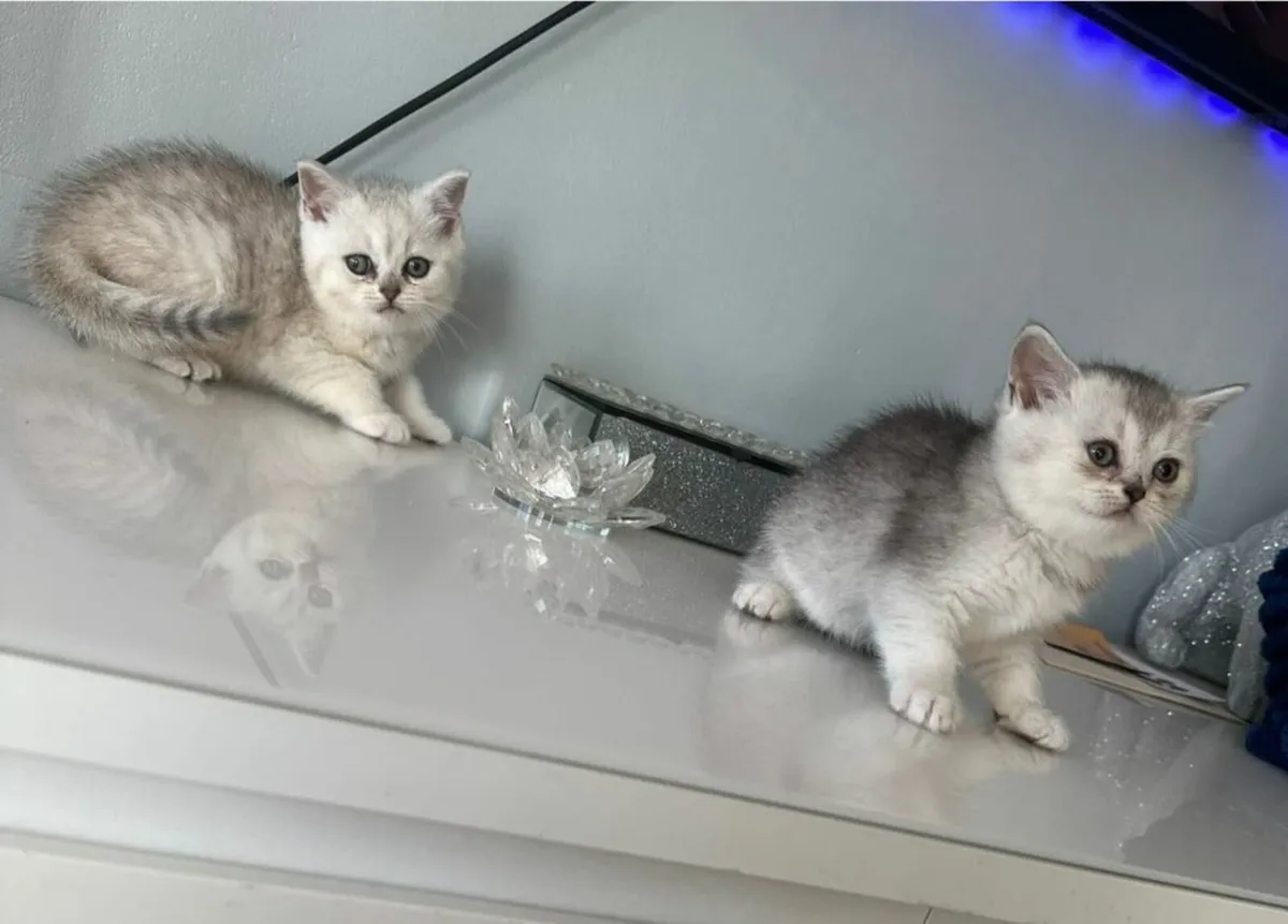 Scottish fold and straight kittens - Image 3