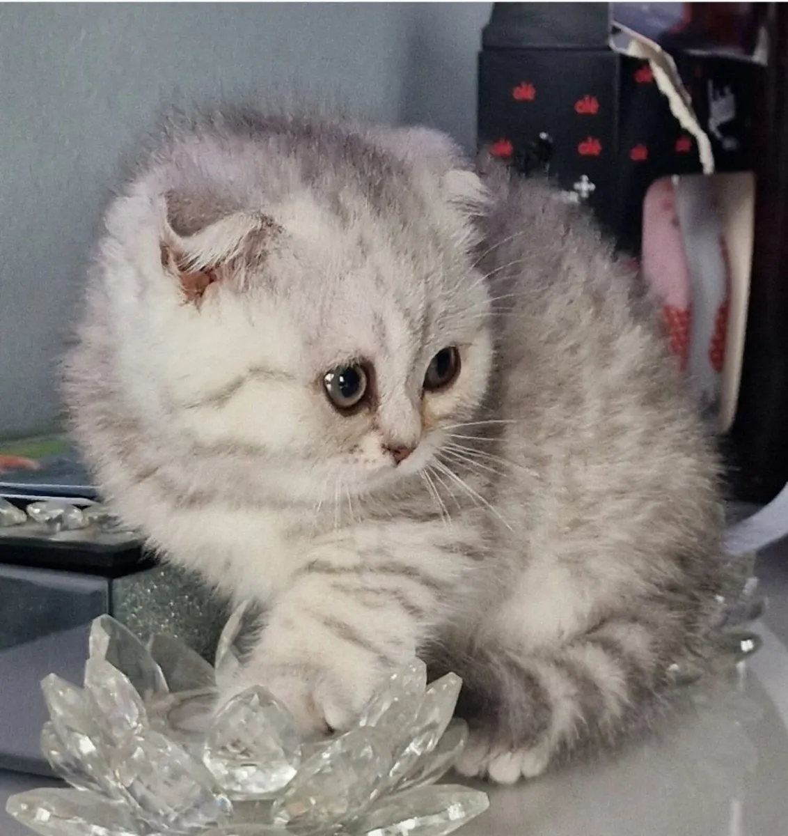 Scottish fold and straight kittens - Image 4