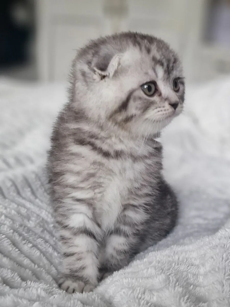 Scottish fold and straight kittens - Image 2