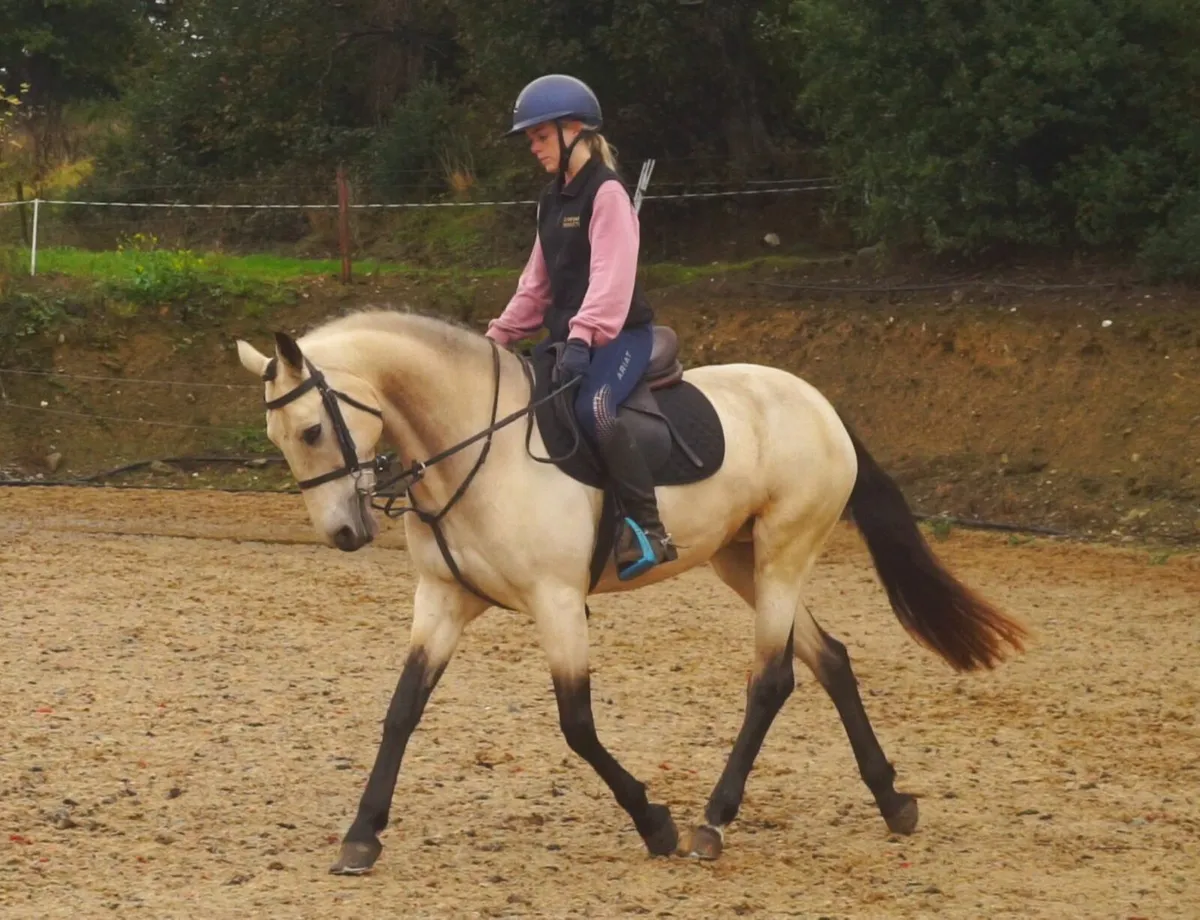 🌟 Stunning All-Rounder Pony 🌟 - Image 3