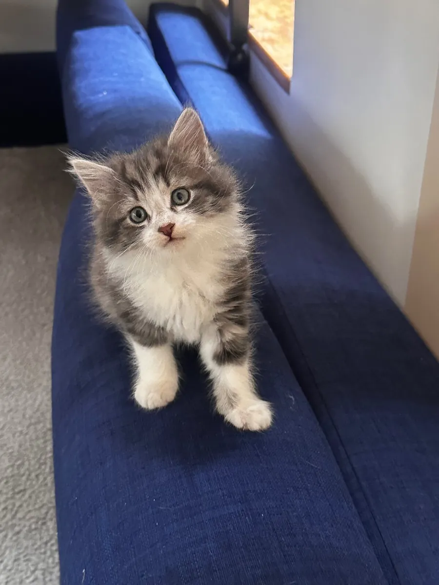 Kittens - Image 2