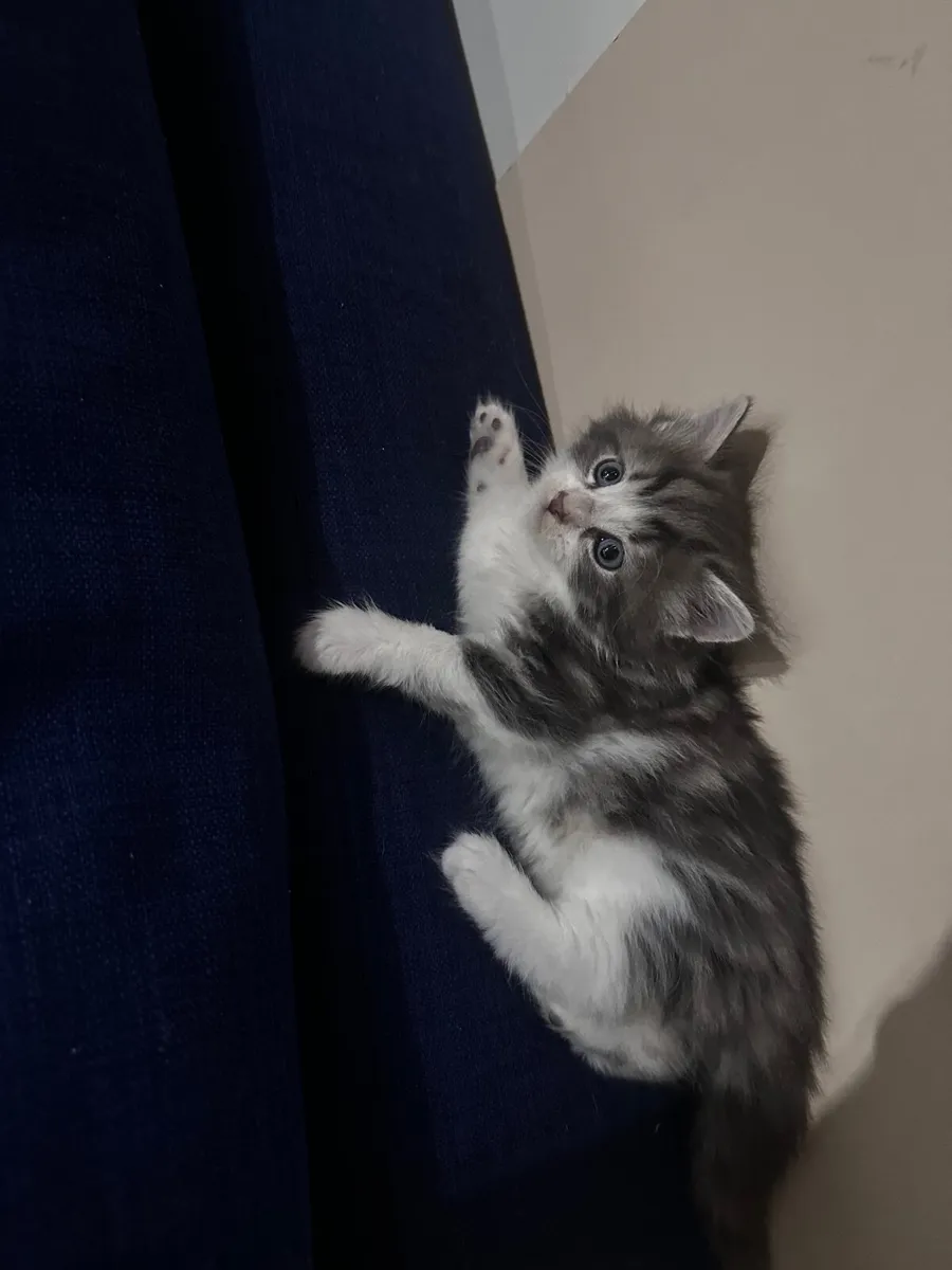 Kittens - Image 3