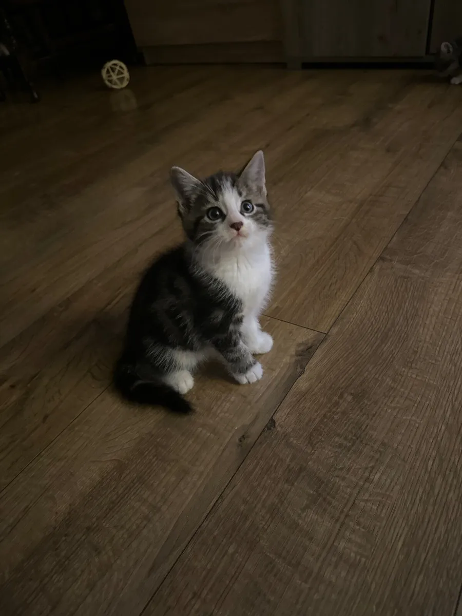 Kittens - Image 4
