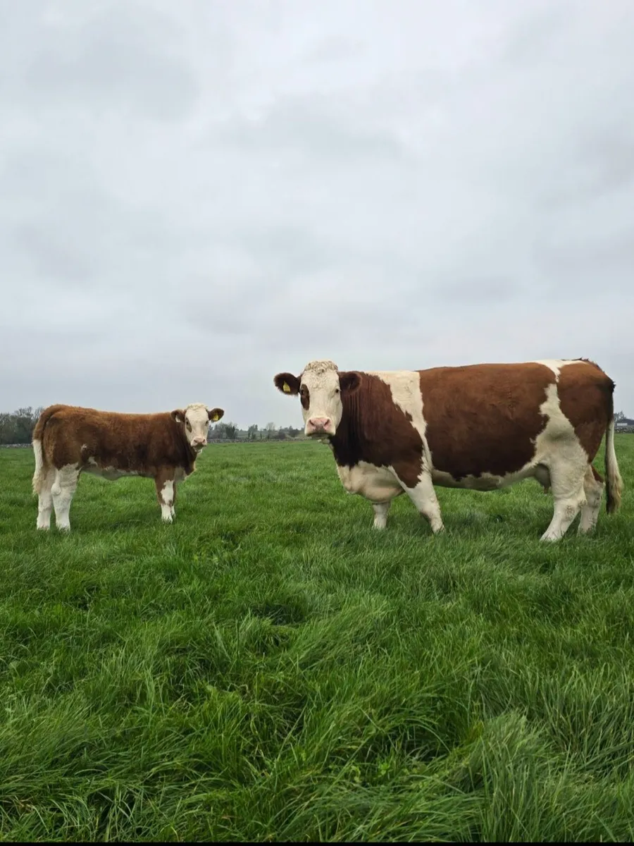 Top Quality Charolais Heifer Weanling For Sale - Image 2