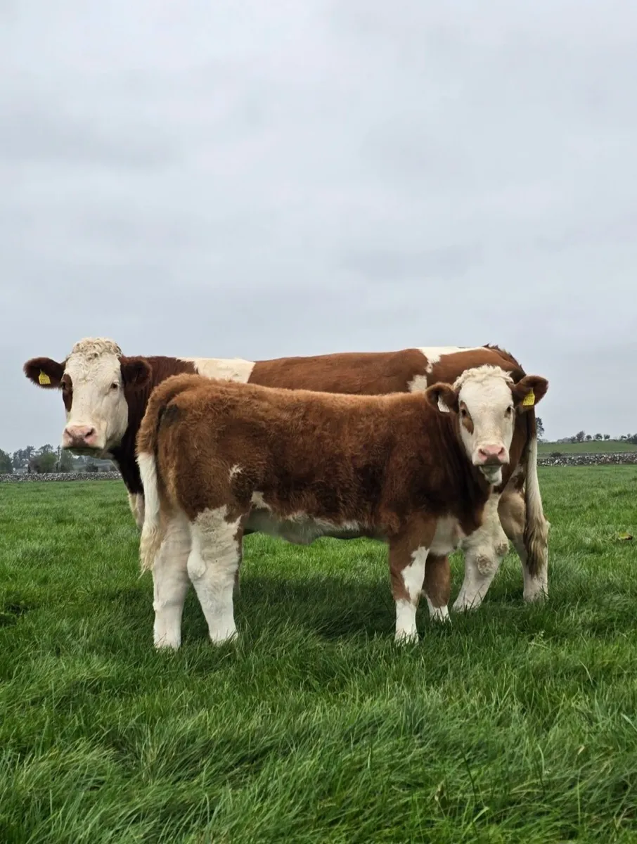 Top Quality Charolais Heifer Weanling For Sale - Image 1