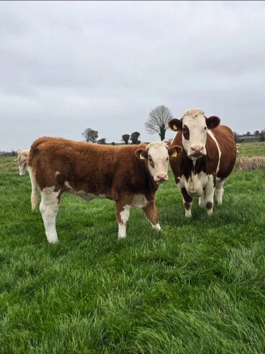 Top Quality Charolais Heifer Weanling For Sale - Image 3