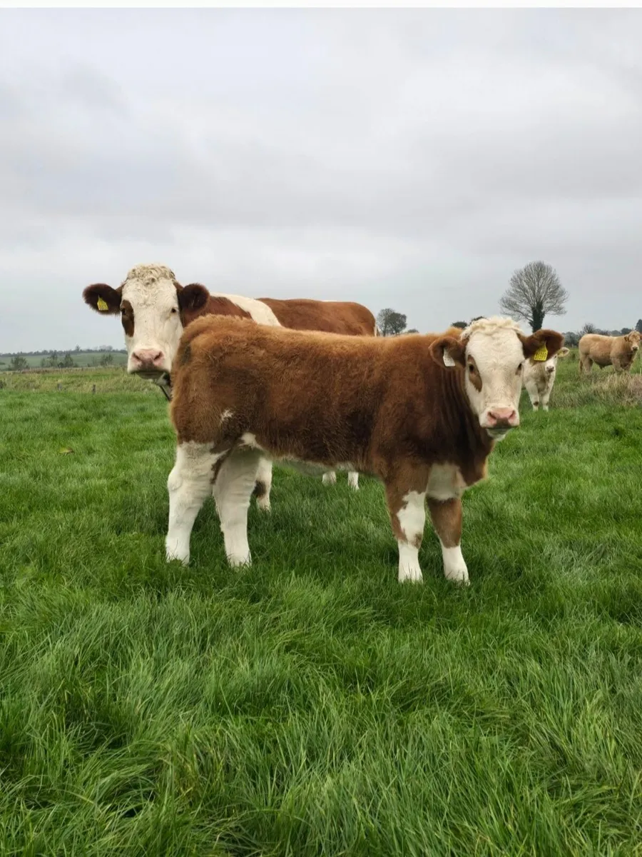 Top Quality Charolais Heifer Weanling For Sale - Image 4