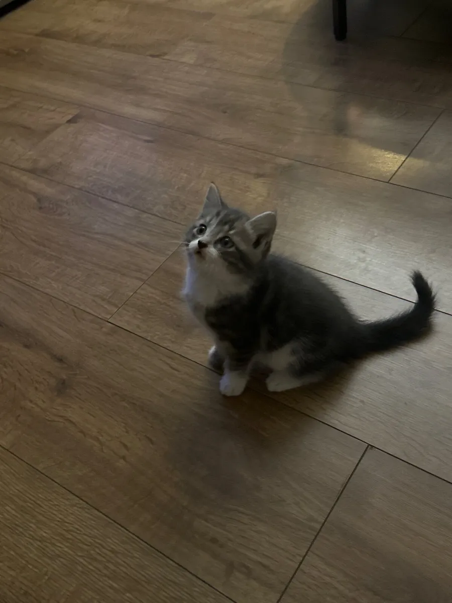 Kittens - Image 2