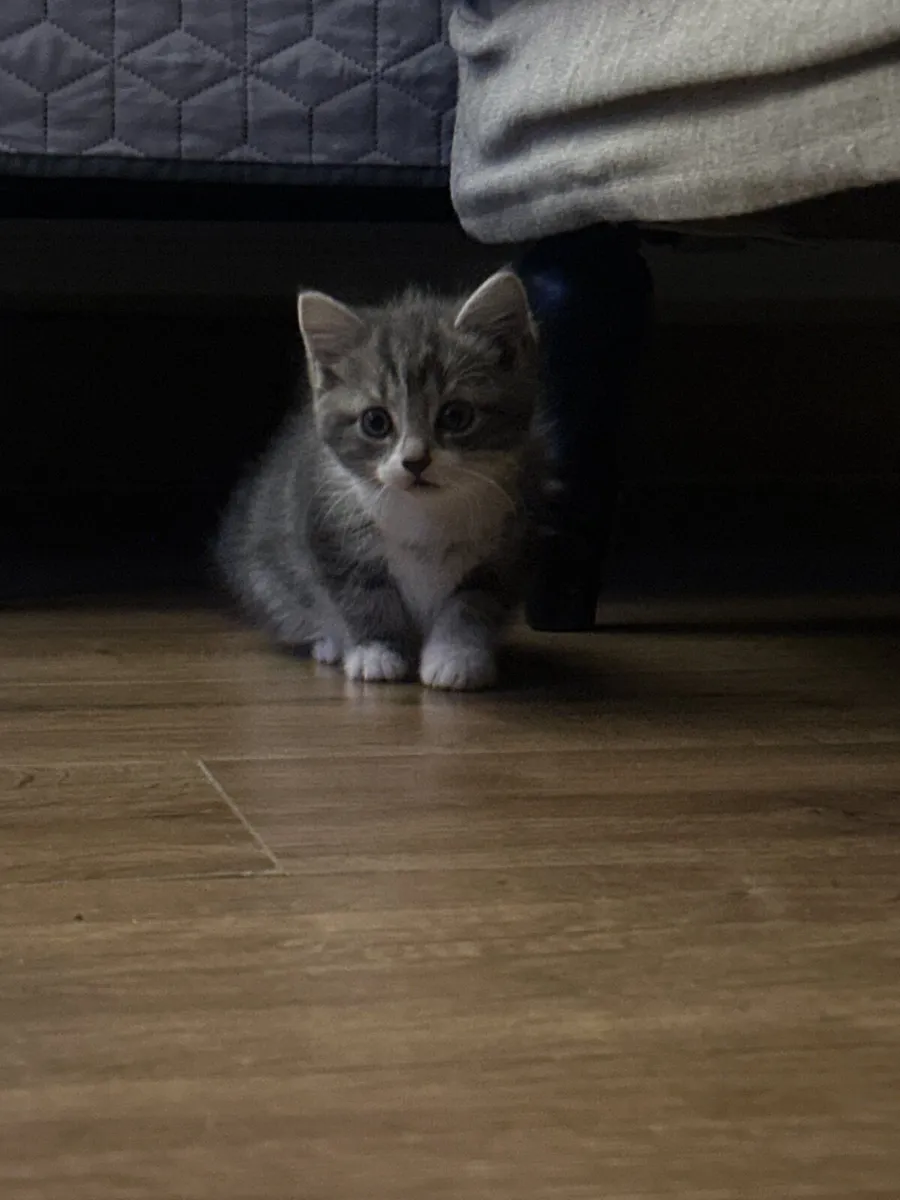 Kittens - Image 3