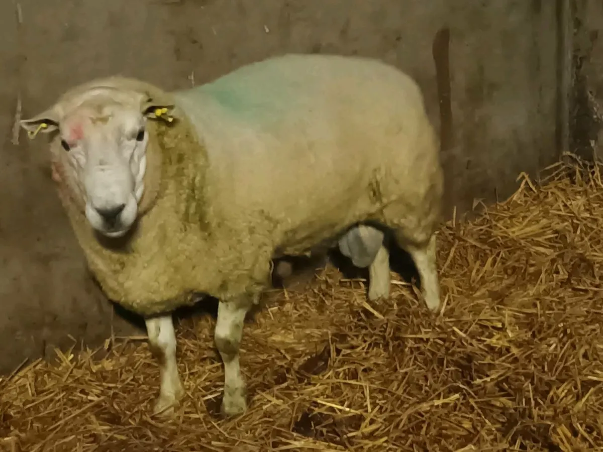 Texel Teaser Ram - Image 1