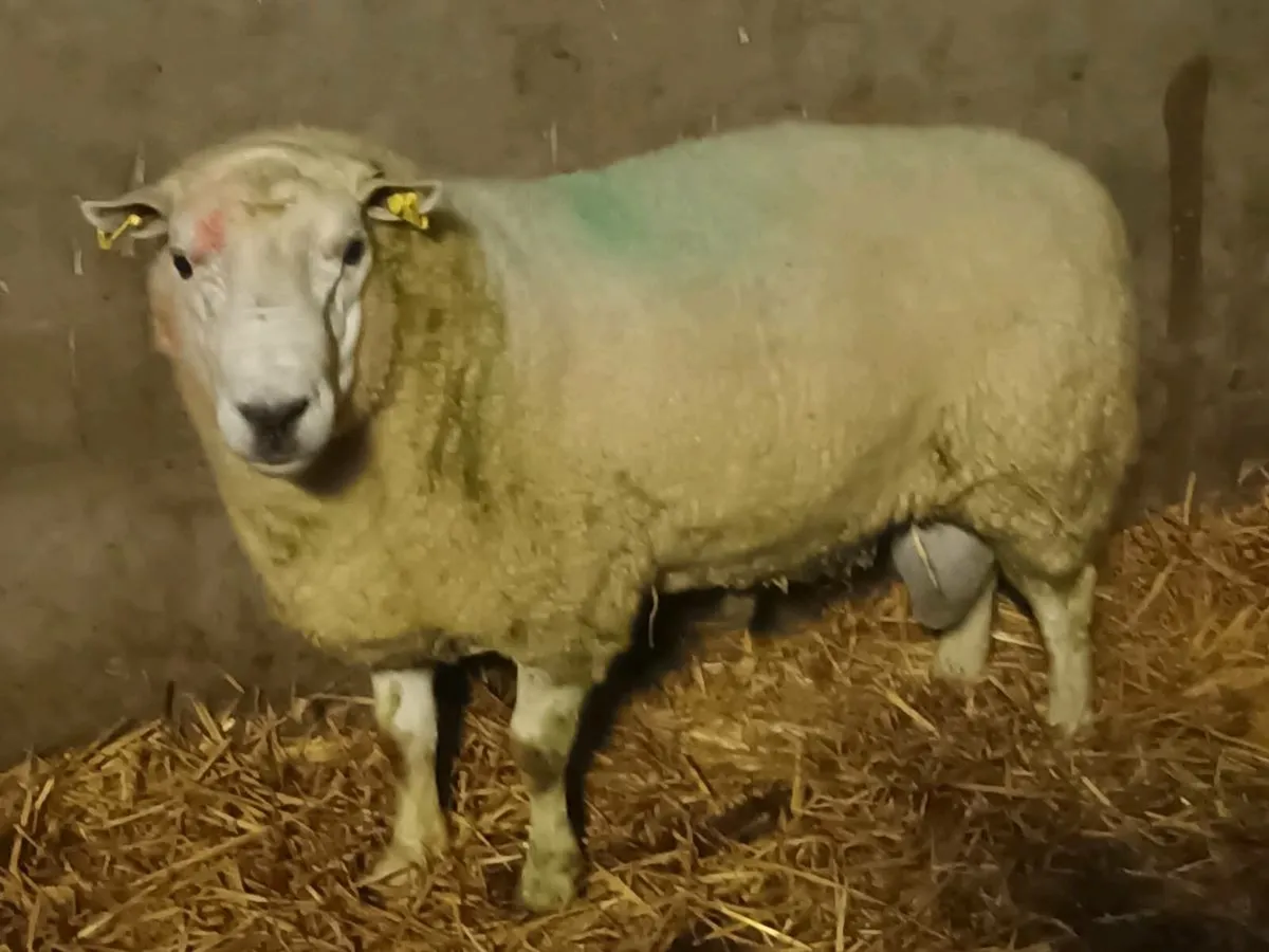 Texel Teaser Ram - Image 2