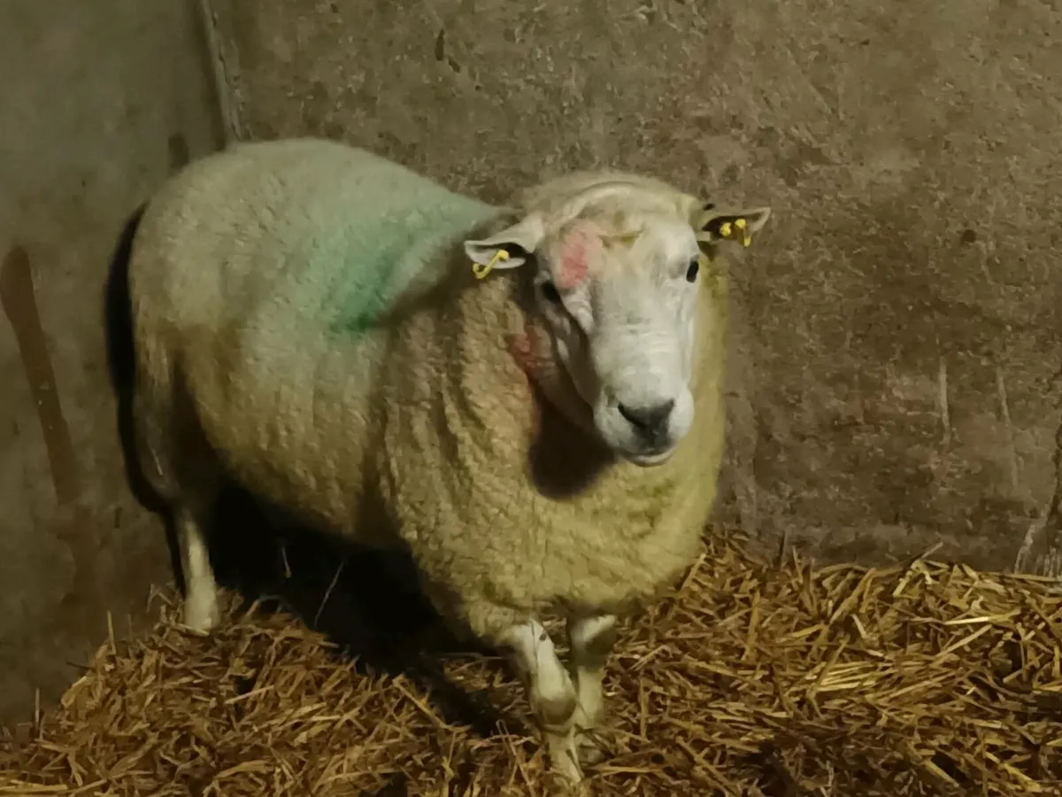 Texel Teaser Ram - Image 3
