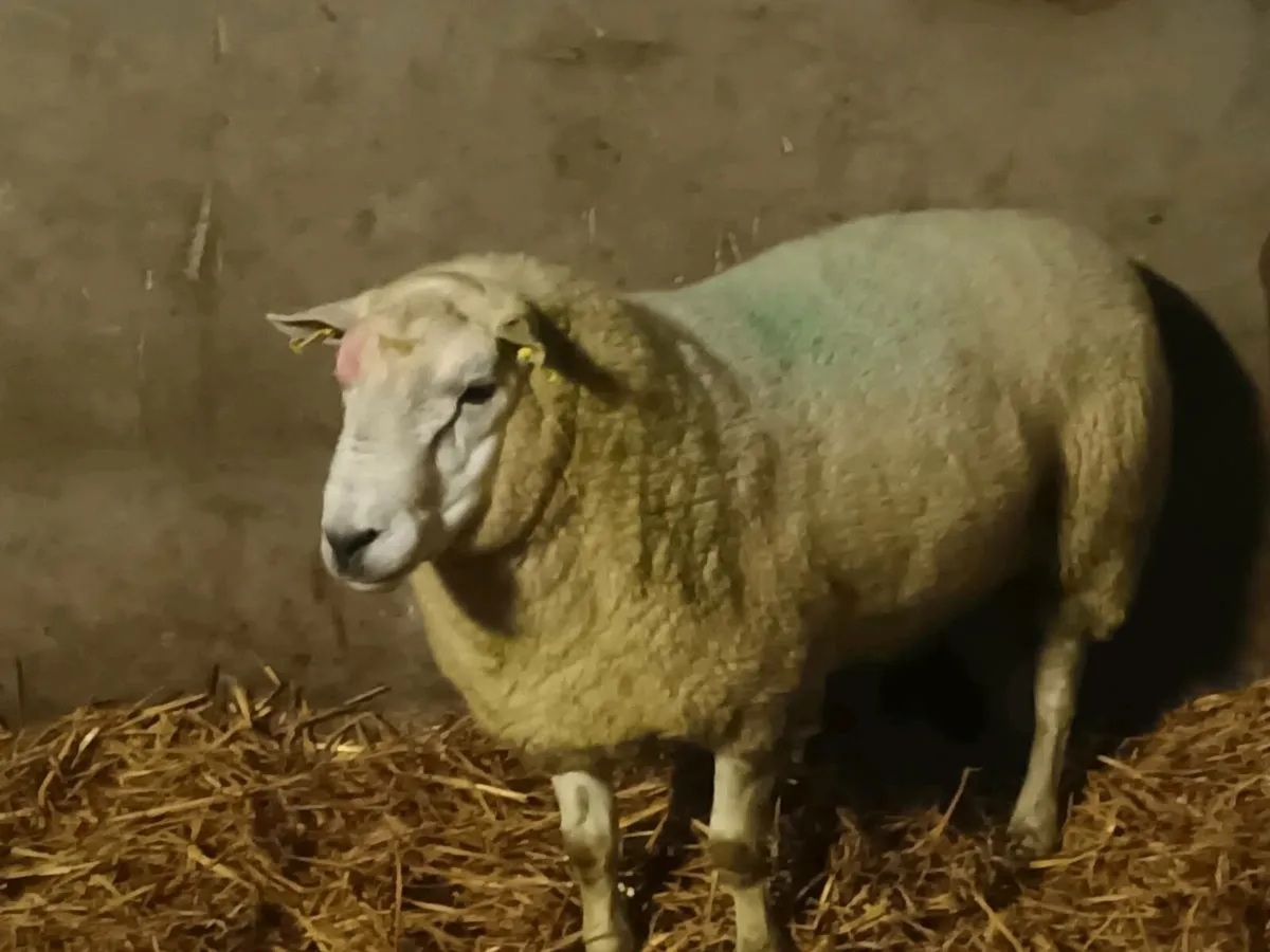 Texel Teaser Ram - Image 4