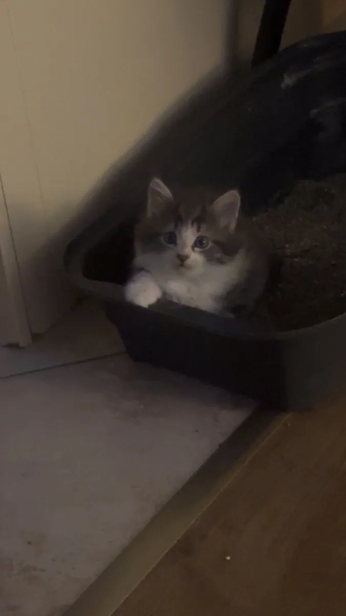 Kittens - Image 1