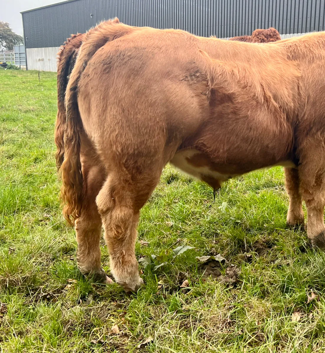 500kg Super Bullocks Leinster Livestock - Image 4