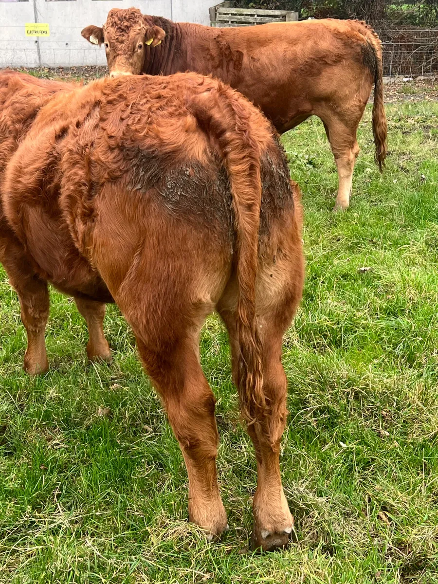 500kg Super Bullocks Leinster Livestock - Image 2