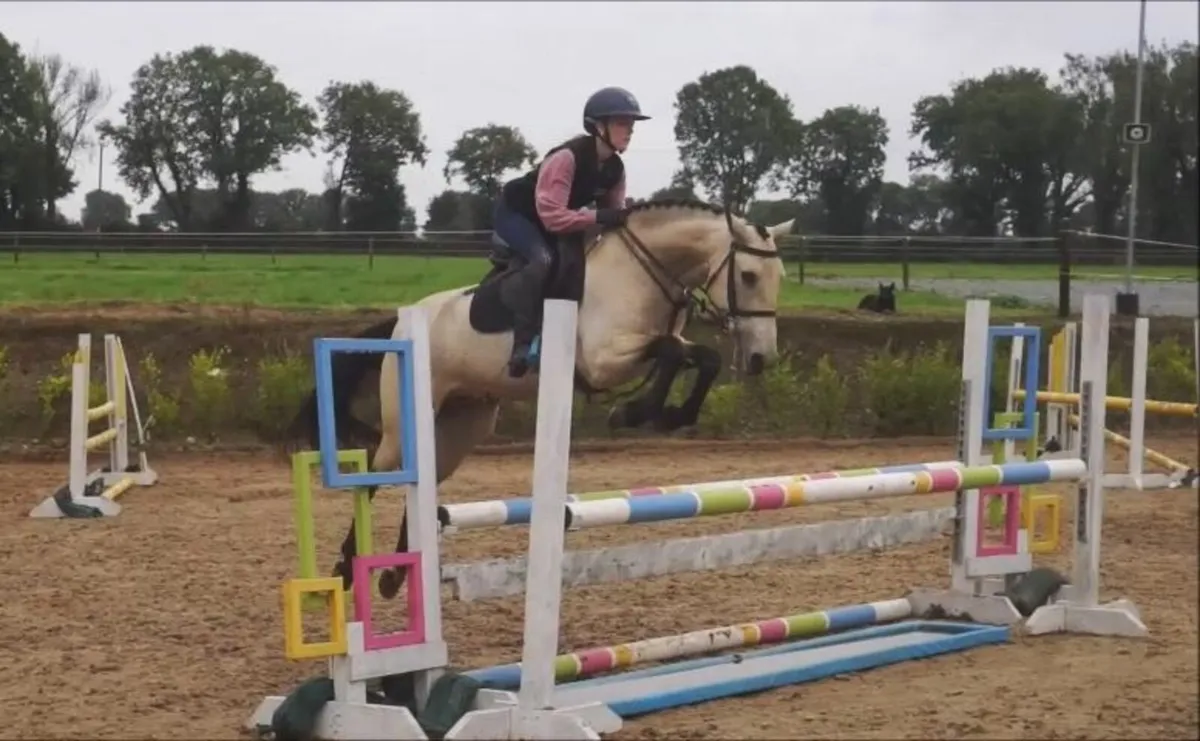 🌟 Stunning All-Rounder Pony 🌟 - Image 4