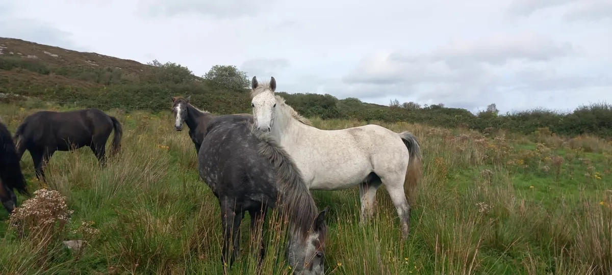 4 Year old Connemara Gelding - Image 2