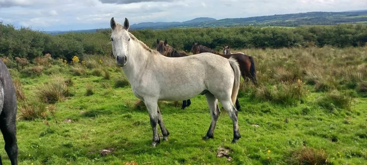 4 Year old Connemara Gelding - Image 1