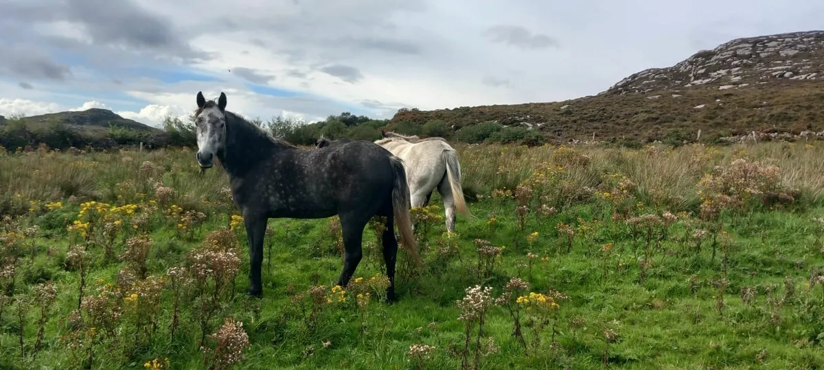 4 Year old Connemara Gelding - Image 3