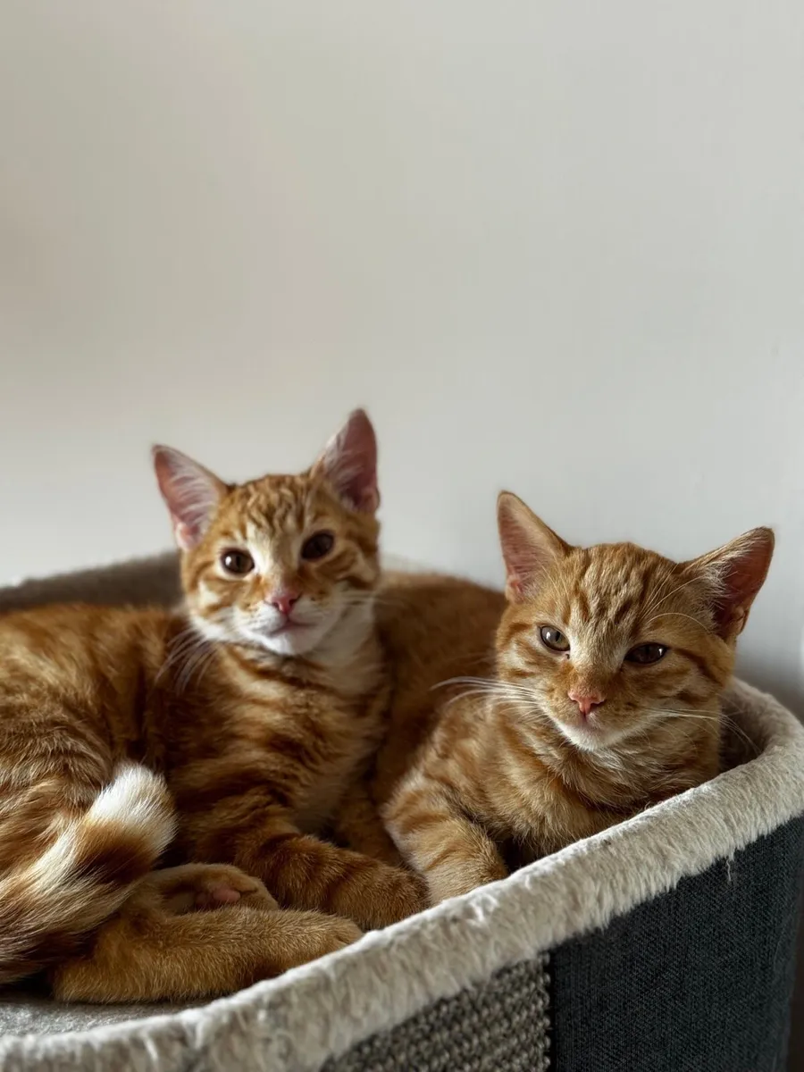 Ginger Kittens - Male and Female - Image 1