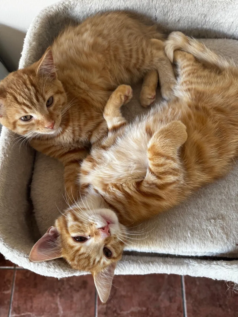 Ginger Kittens - Male and Female - Image 2