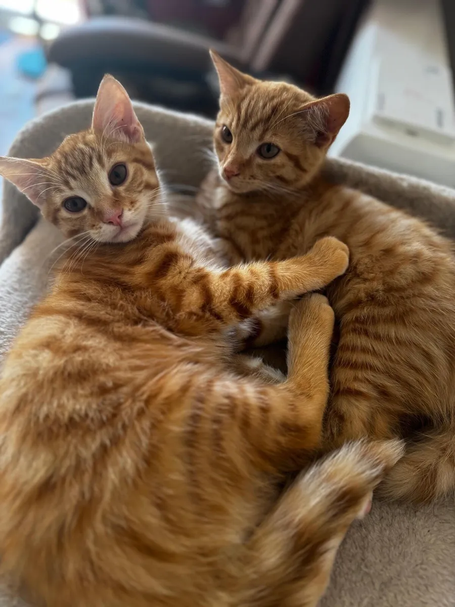 Ginger Kittens - Male and Female - Image 3