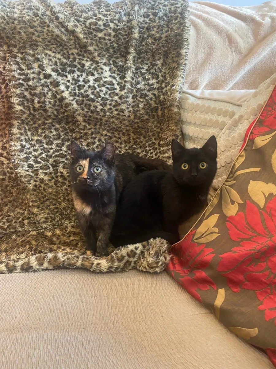 Beautiful kittens - Image 1
