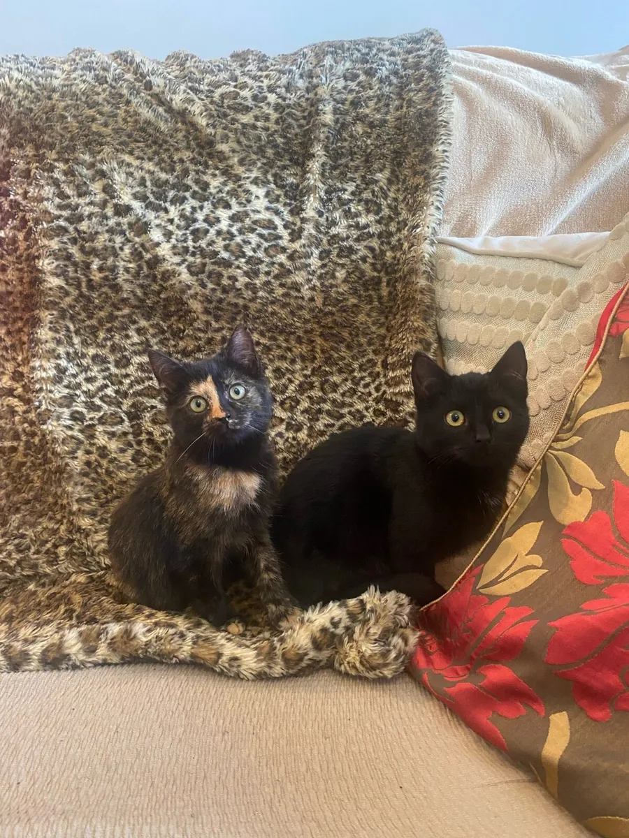 Beautiful kittens - Image 2