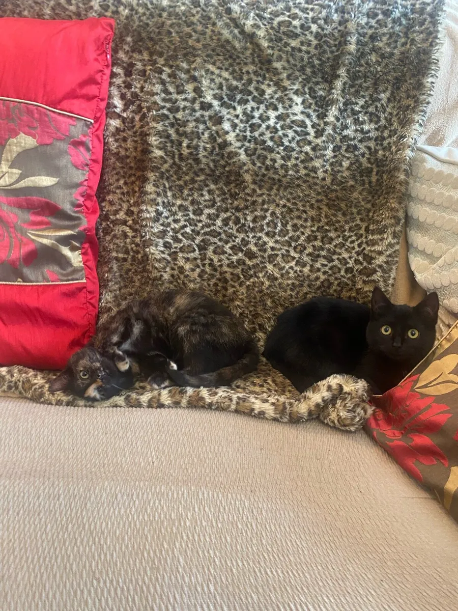 Beautiful kittens - Image 3