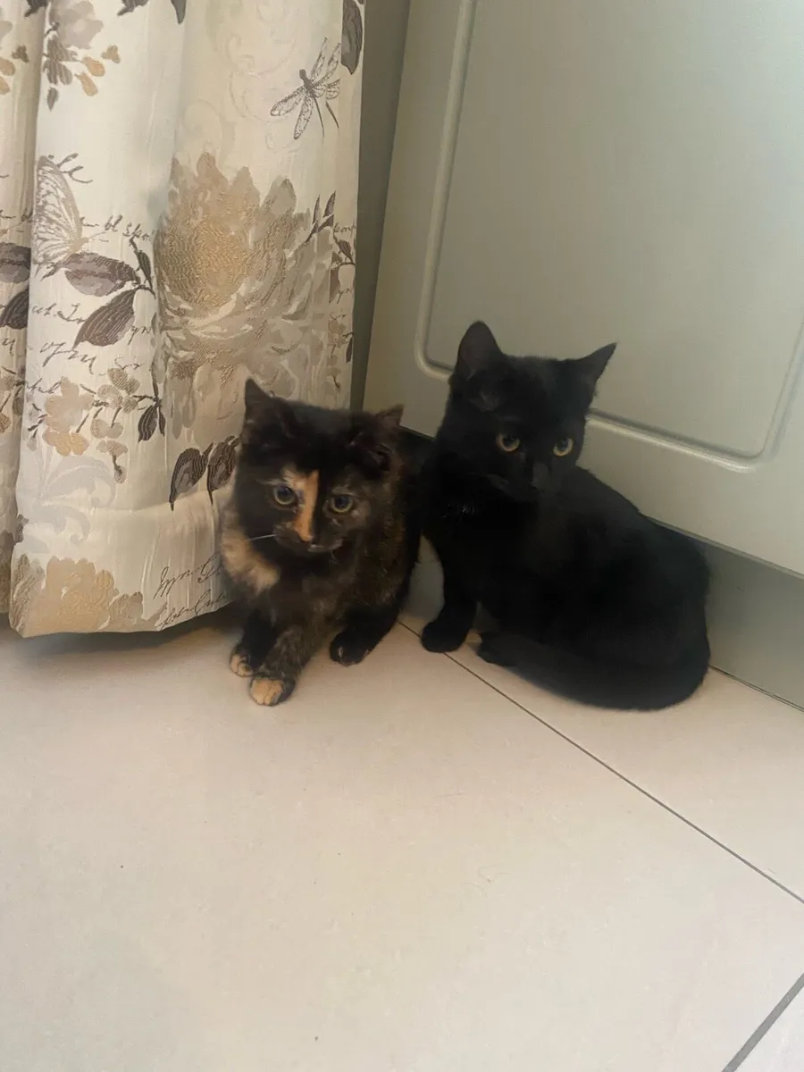 Beautiful kittens - Image 4
